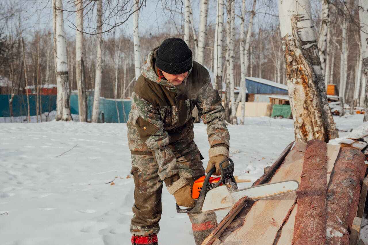 The Steps Involved in Our Tree Care Process in Commerce, TX